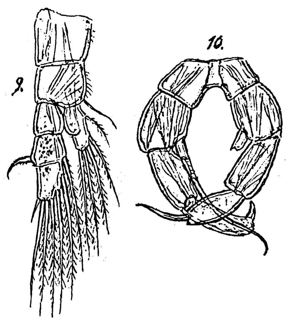 Espèce Monacilla typica - Planche 18 de figures morphologiques