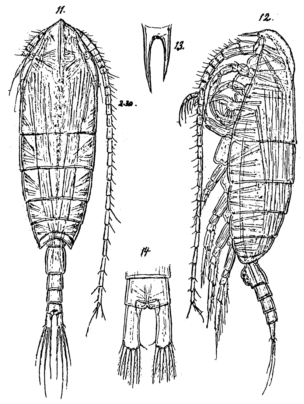 Espce Monacilla tenera - Planche 2 de figures morphologiques
