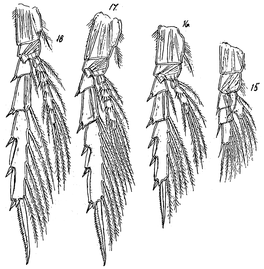 Species Monacilla tenera - Plate 3 of morphological figures
