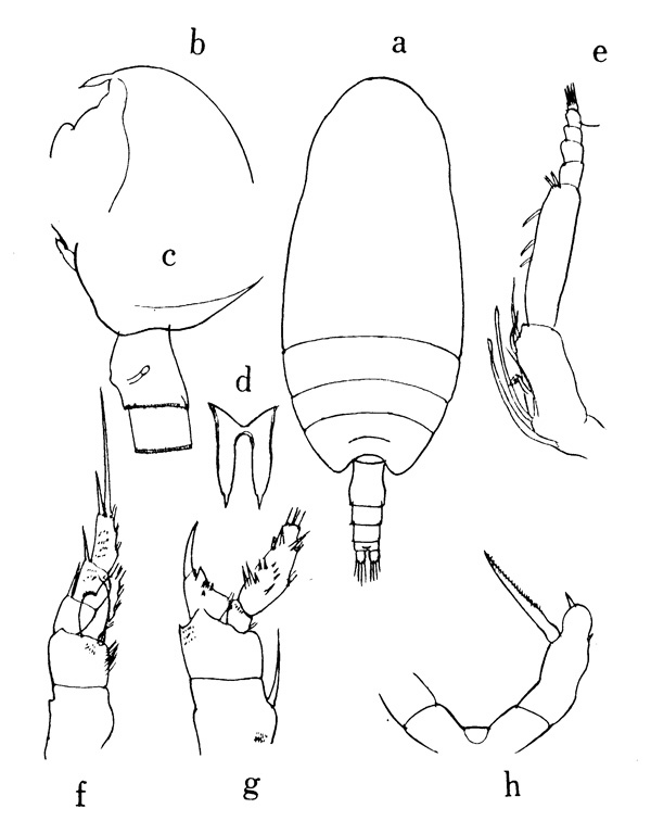 Species Scolecithricella timida - Plate 1 of morphological figures