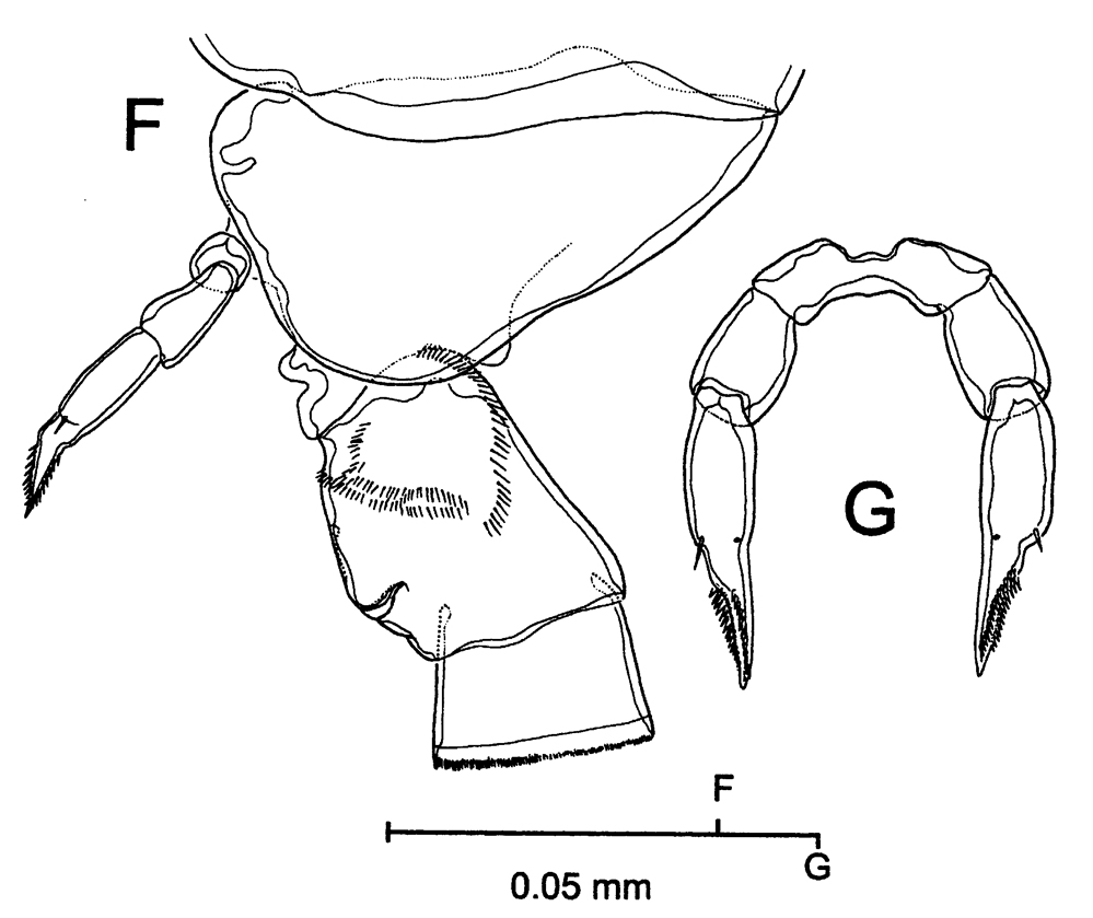 Species Stephos vivesi - Plate 1 of morphological figures