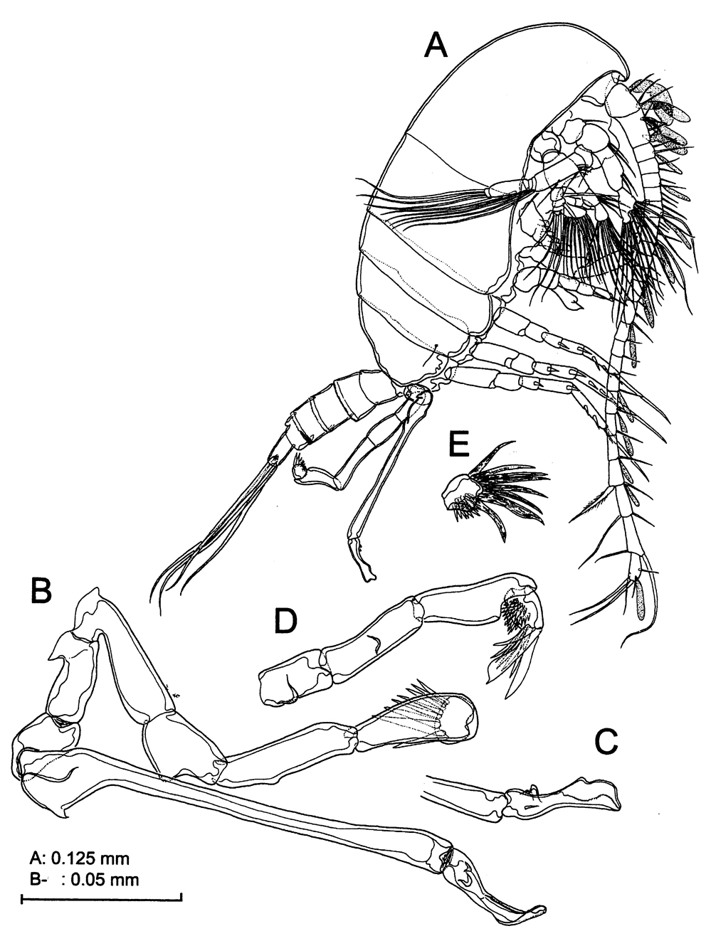 Species Stephos vivesi - Plate 5 of morphological figures
