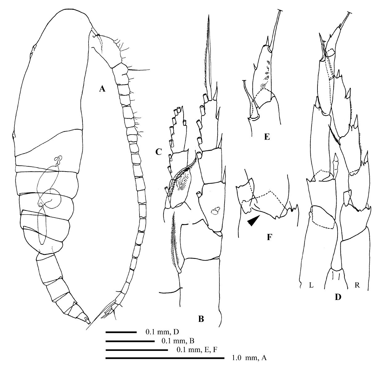 Espce Calanoides brevicornis - Planche 3 de figures morphologiques