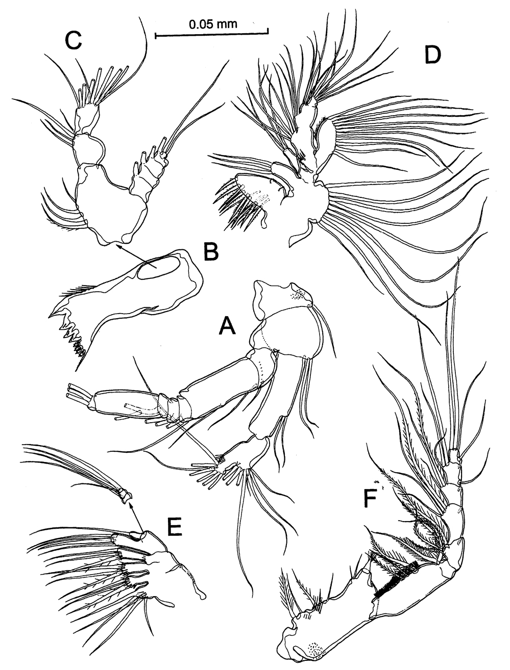 Species Stephos vivesi - Plate 8 of morphological figures