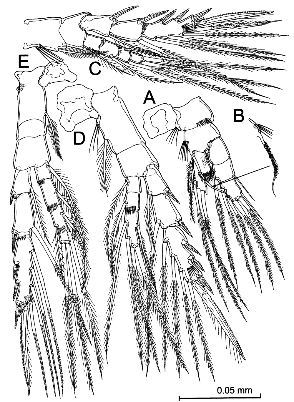 Species Stephos vivesi - Plate 9 of morphological figures