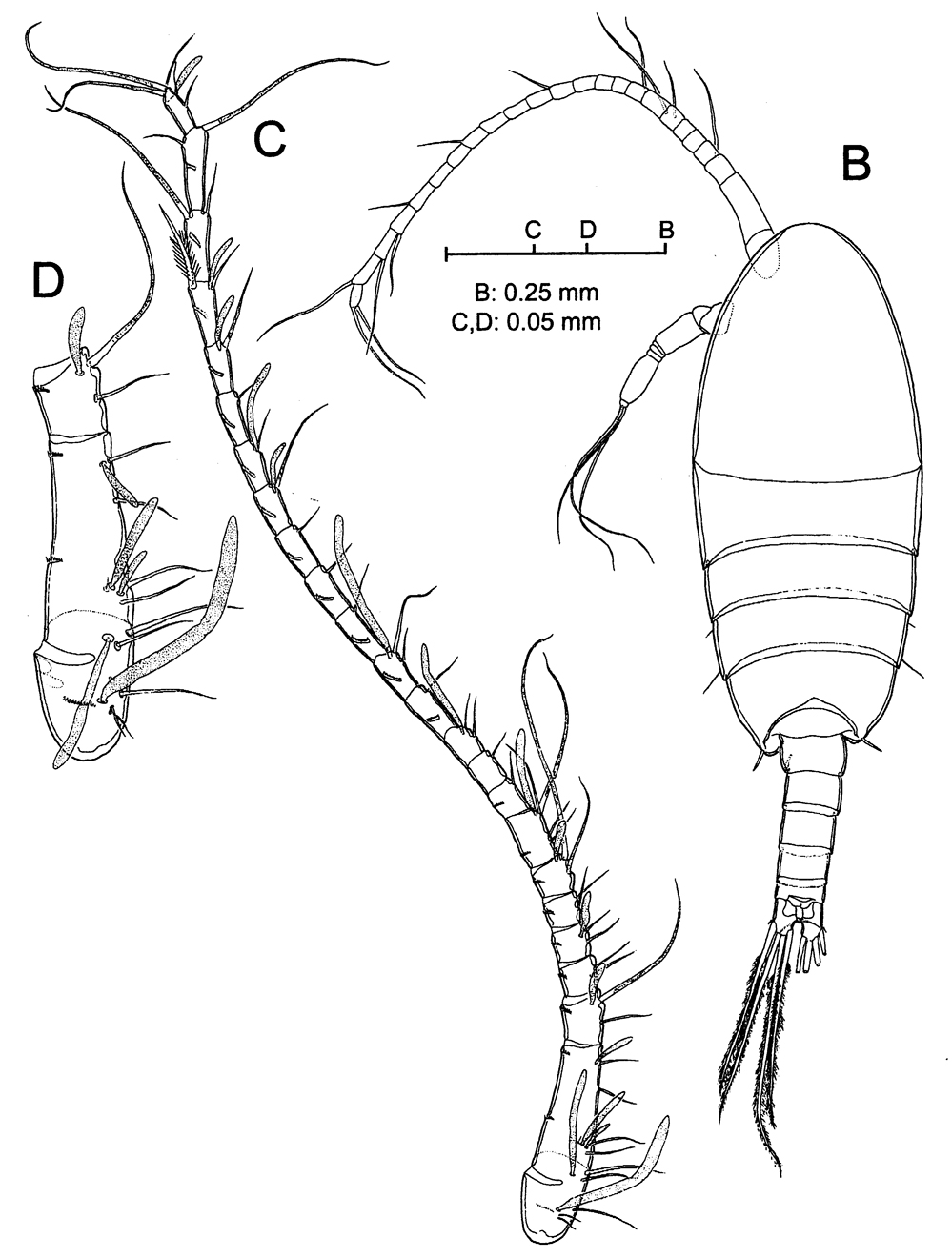 Espce Stephos margalefi - Planche 3 de figures morphologiques