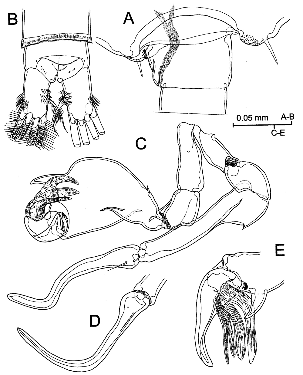 Species Stephos margalefi - Plate 4 of morphological figures