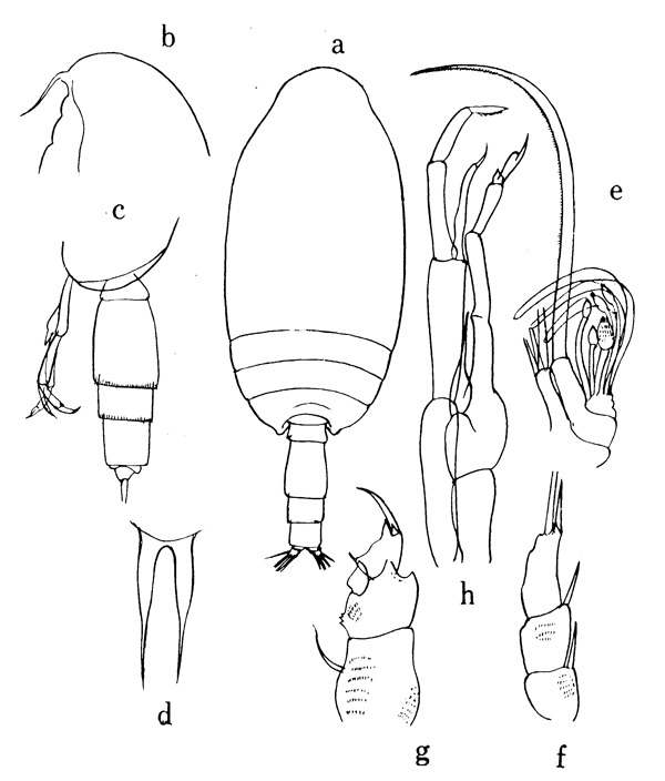 Espèce Scolecithricella denticulata - Planche 1 de figures morphologiques