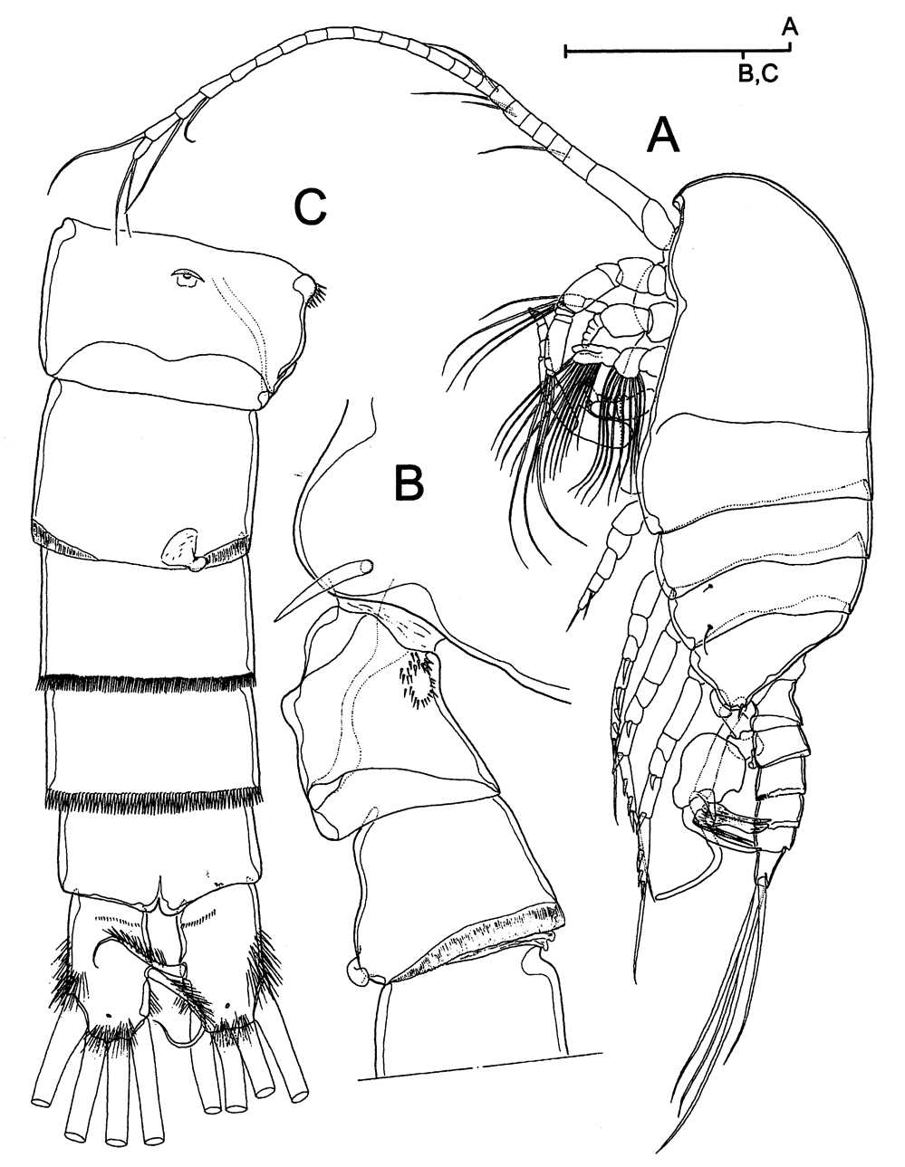 Species Stephos margalefi - Plate 5 of morphological figures