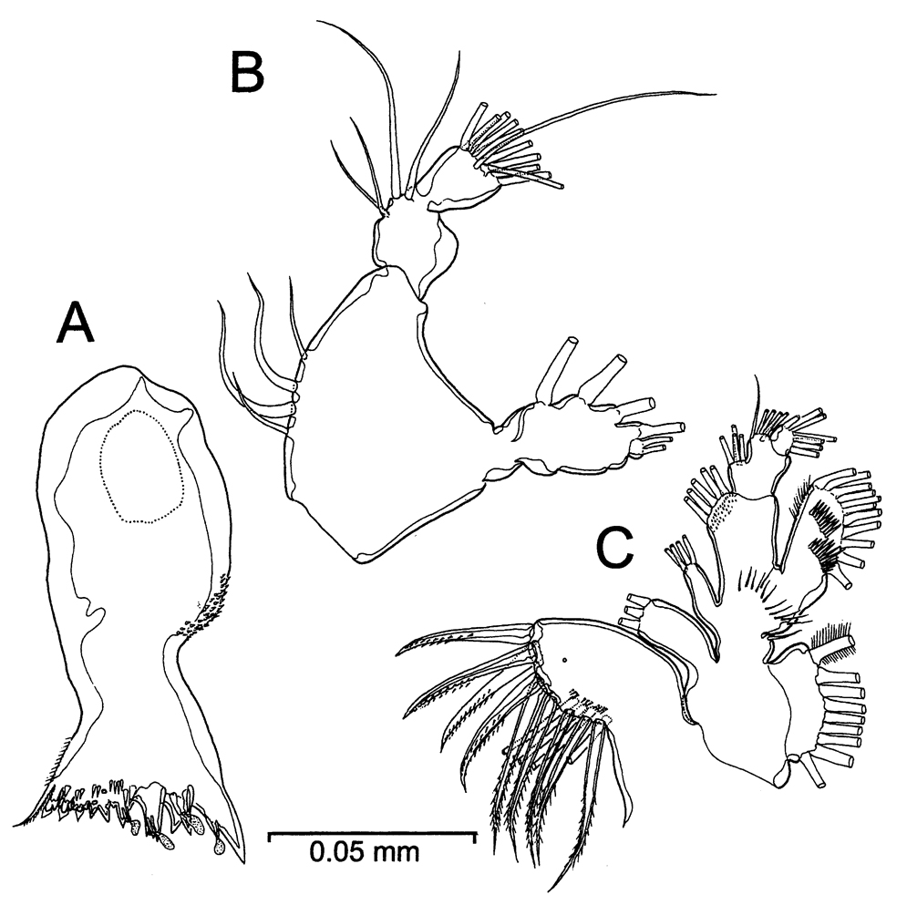 Species Stephos margalefi - Plate 7 of morphological figures