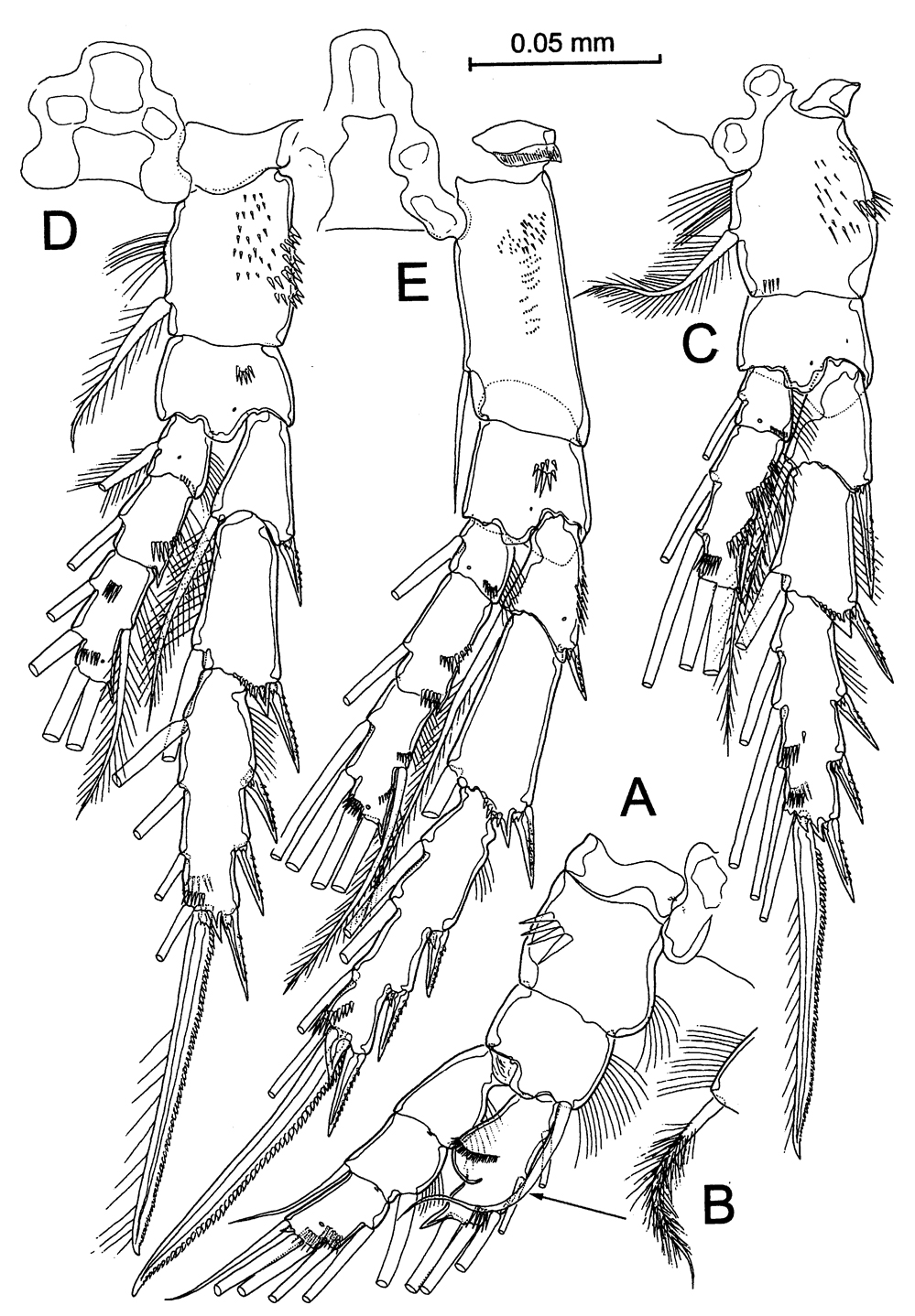 Species Stephos margalefi - Plate 8 of morphological figures