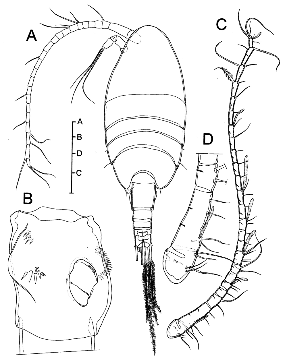 Species Stephos margalefi - Plate 9 of morphological figures