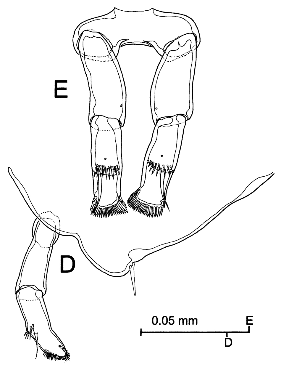 Espce Stephos margalefi - Planche 10 de figures morphologiques