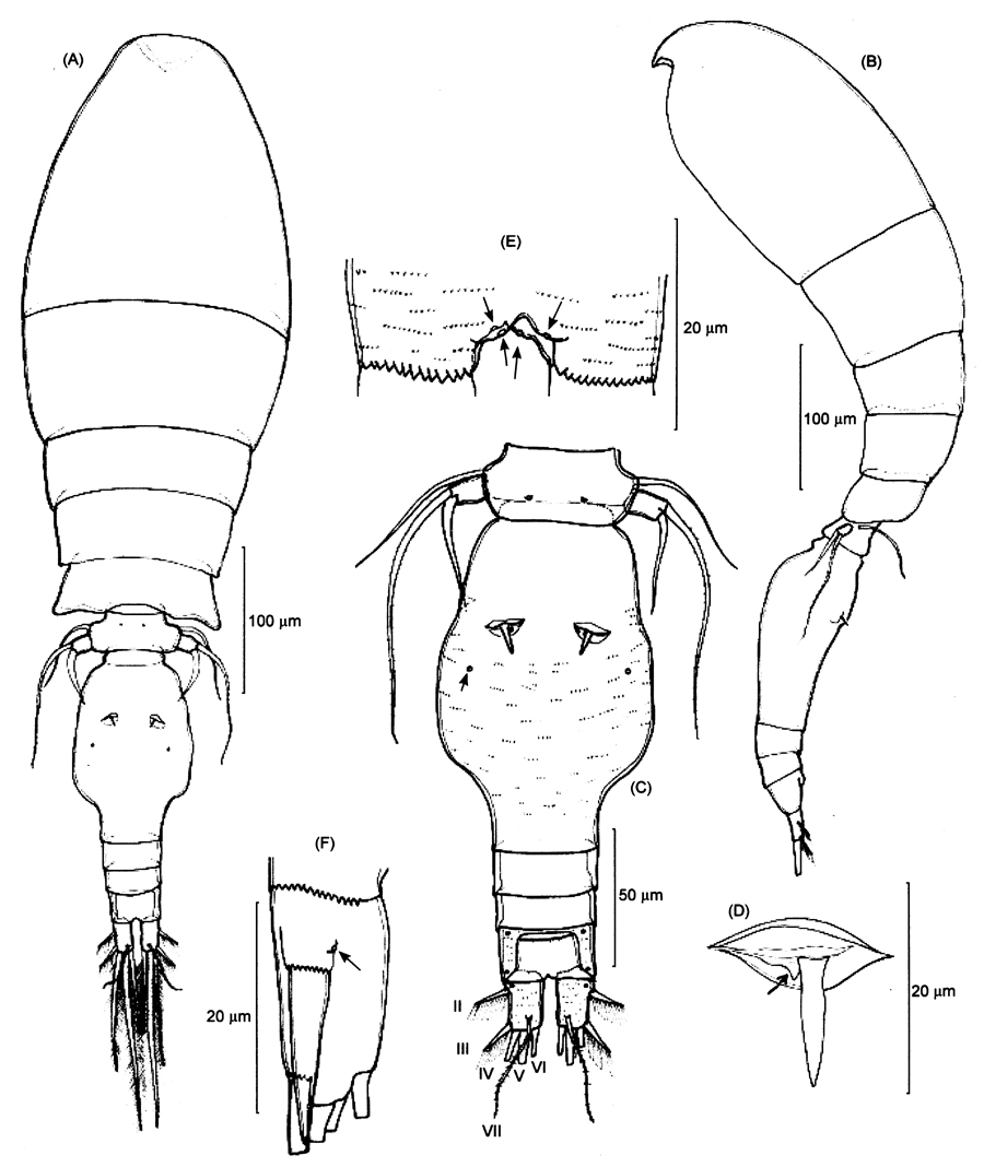 Espèce Triconia denticula - Planche 1 de figures morphologiques