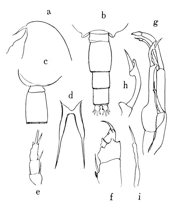 Espèce Scolecithricella lanceolata - Planche 1 de figures morphologiques