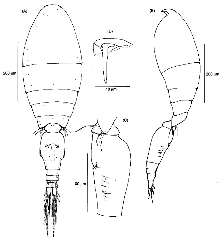 Espce Triconia umerus - Planche 5 de figures morphologiques