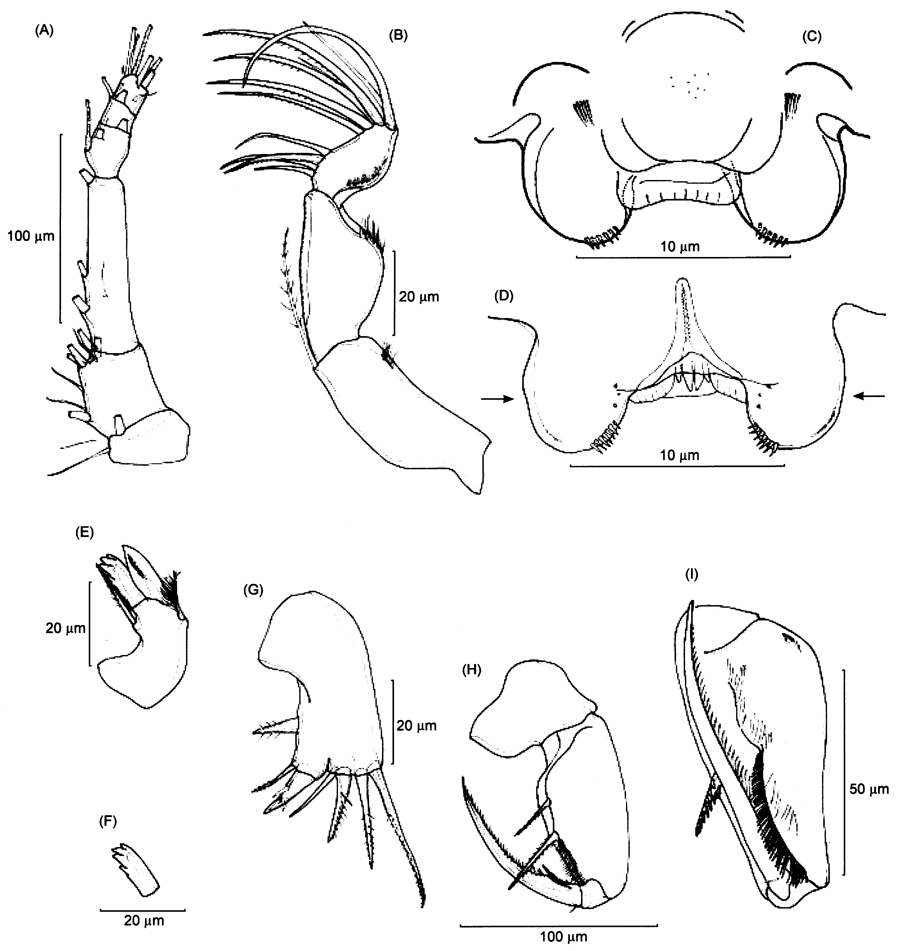 Espce Triconia umerus - Planche 6 de figures morphologiques