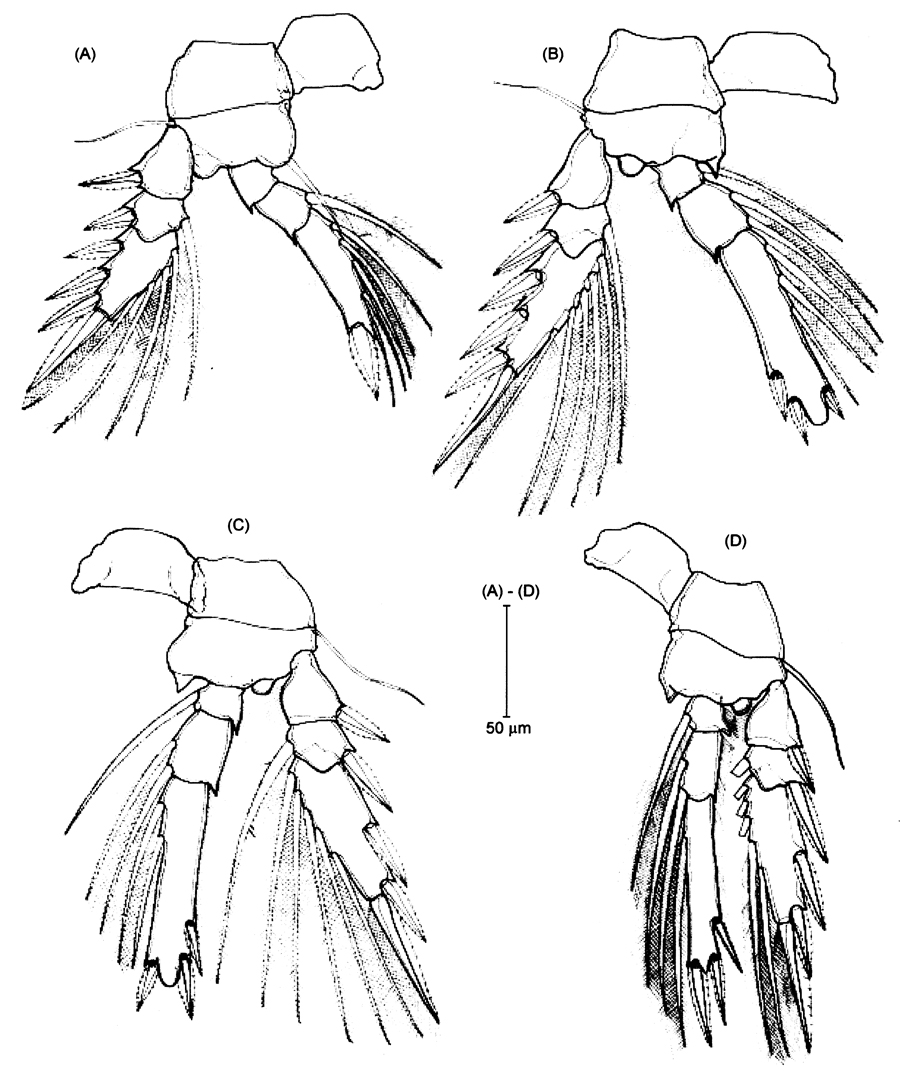 Species Triconia umerus - Plate 7 of morphological figures