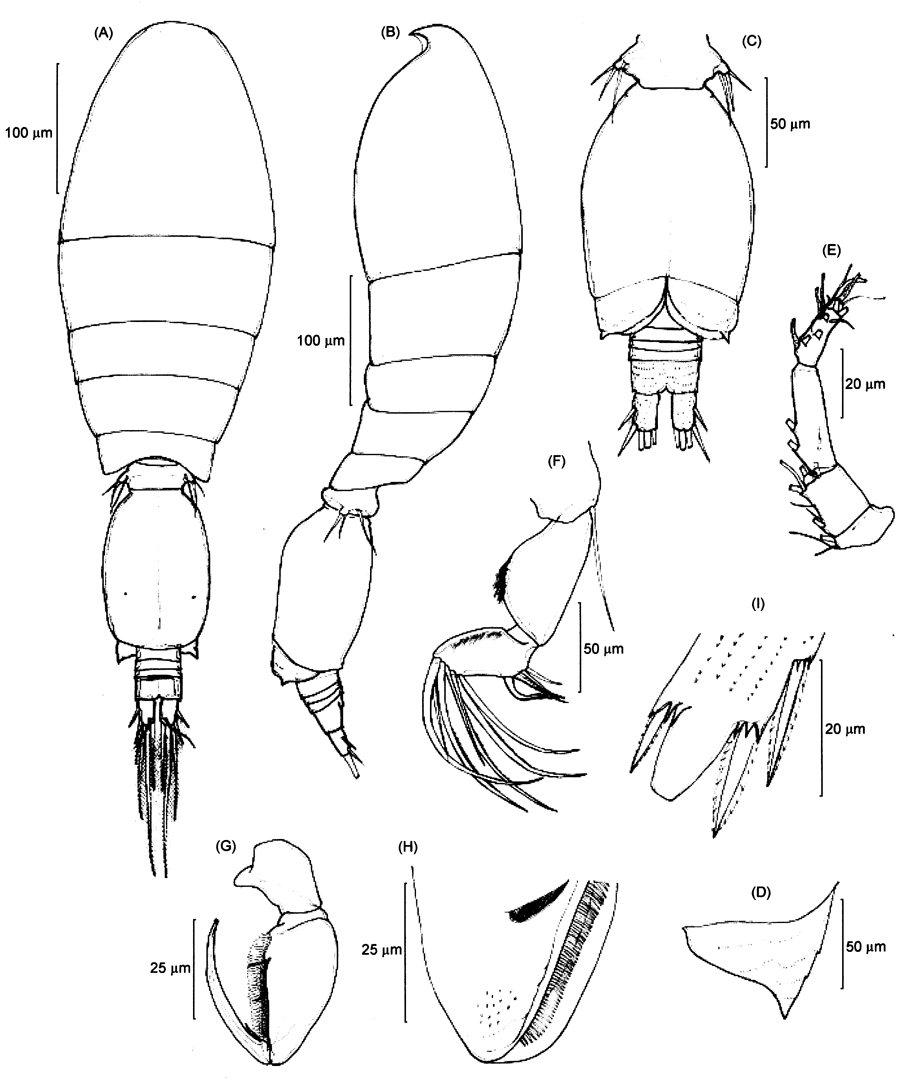 Espce Triconia umerus - Planche 10 de figures morphologiques