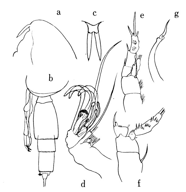 Espèce Scolecithricella sp. - Planche 1 de figures morphologiques