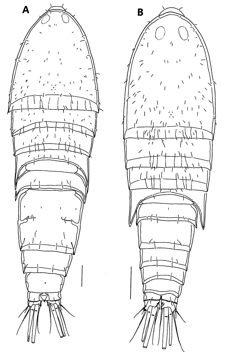 Species Parathalestris jejuensis - Plate 1 of morphological figures