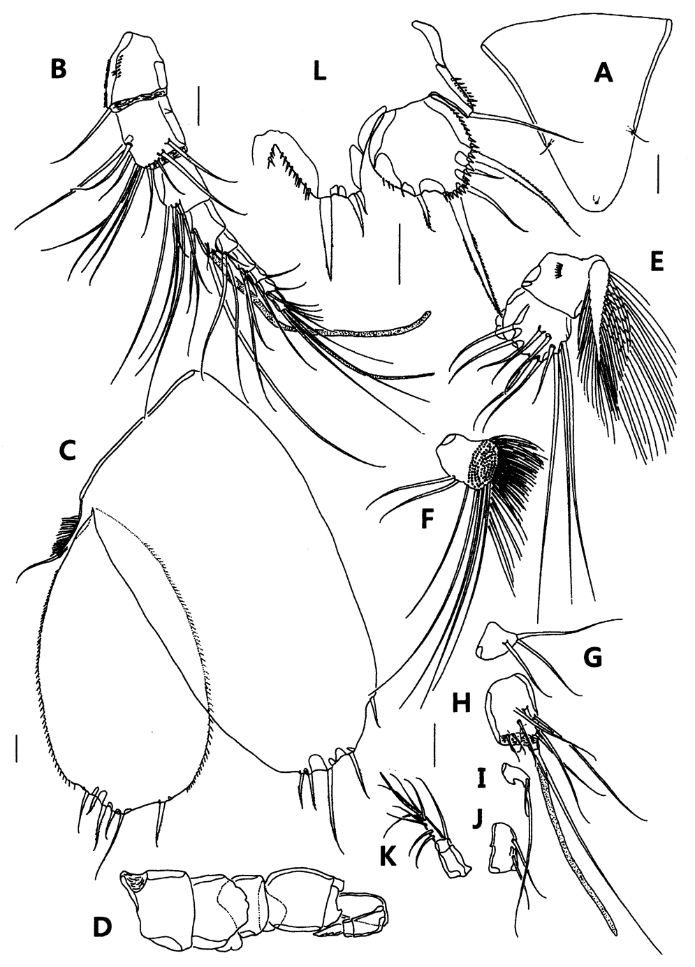 Species Parathalestris jejuensis - Plate 4 of morphological figures