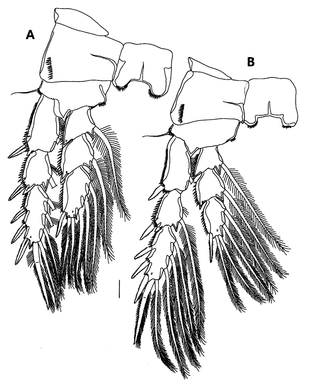 Species Parathalestris jejuensis - Plate 6 of morphological figures