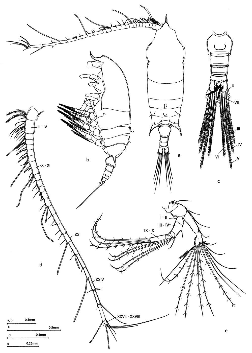 Espèce Aetideopsis rhinoceros - Planche 1 de figures morphologiques