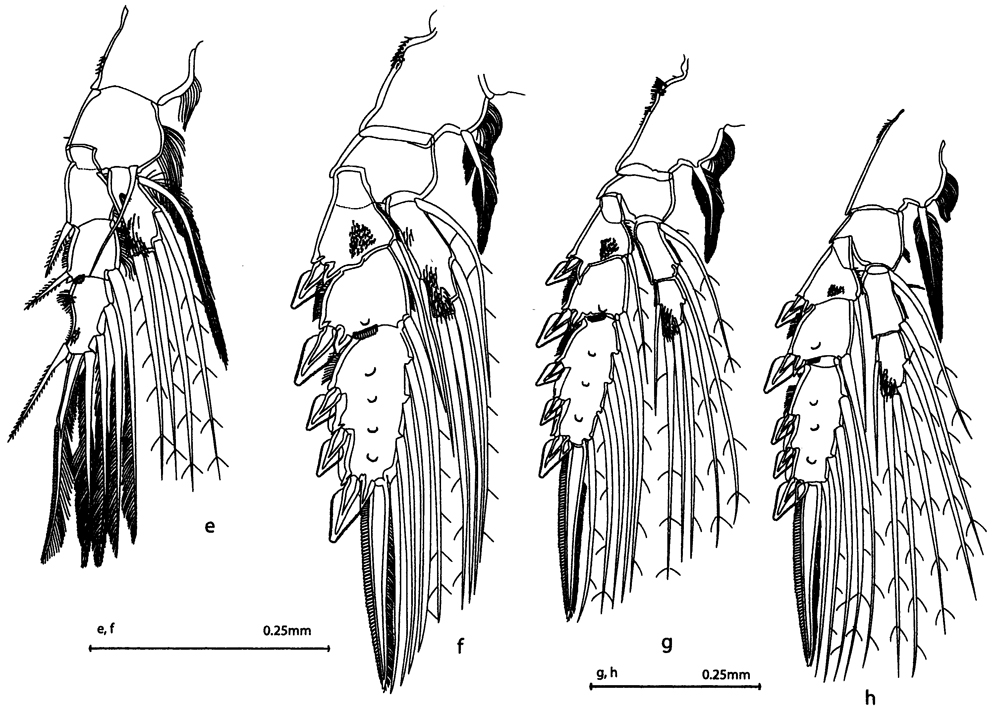 Espèce Aetideopsis rhinoceros - Planche 3 de figures morphologiques