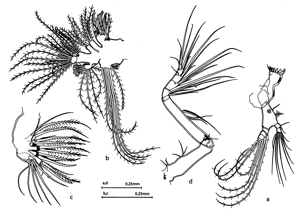 Espèce Aetideopsis rhinoceros - Planche 2 de figures morphologiques