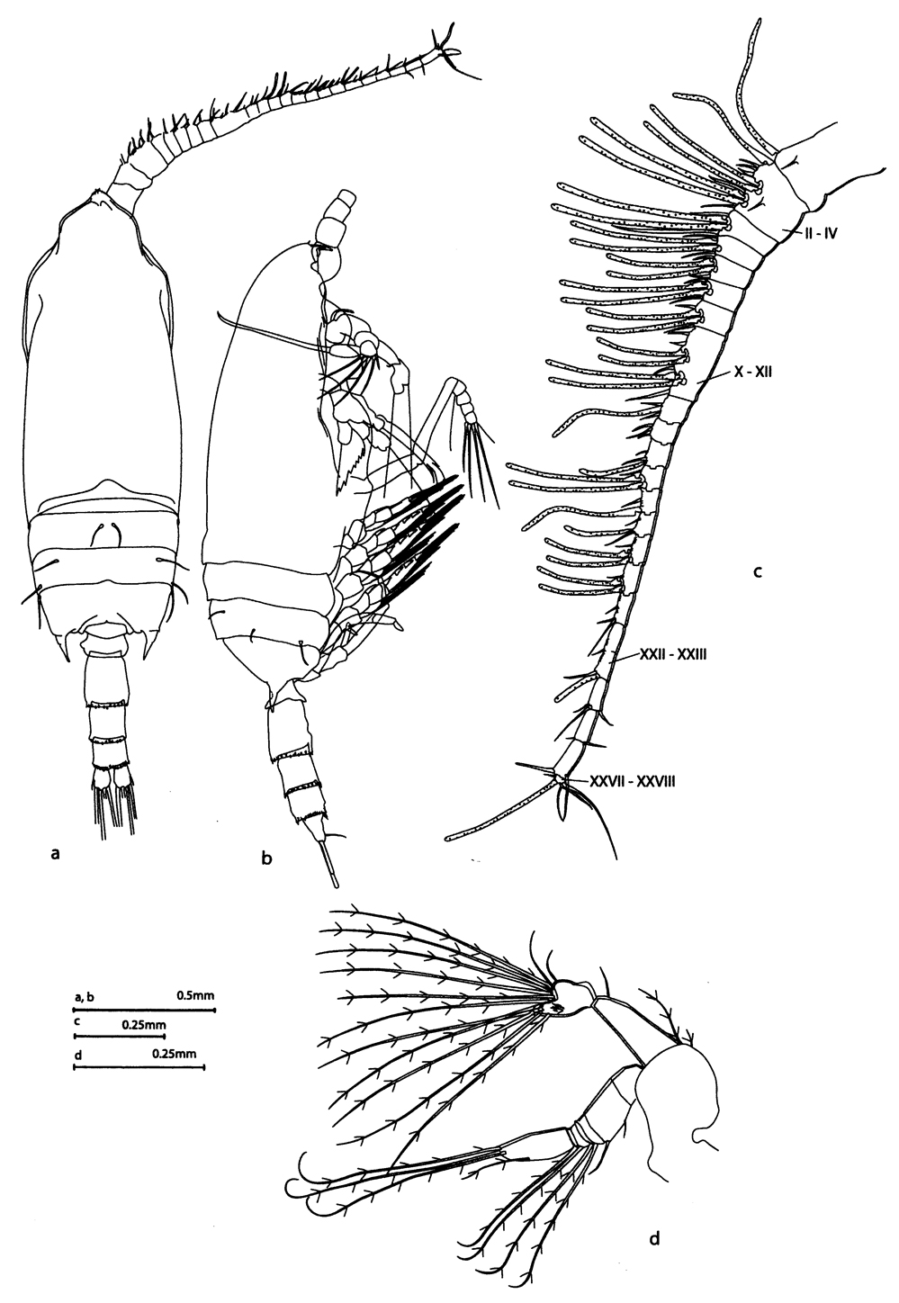 Espèce Aetideopsis rhinoceros - Planche 5 de figures morphologiques