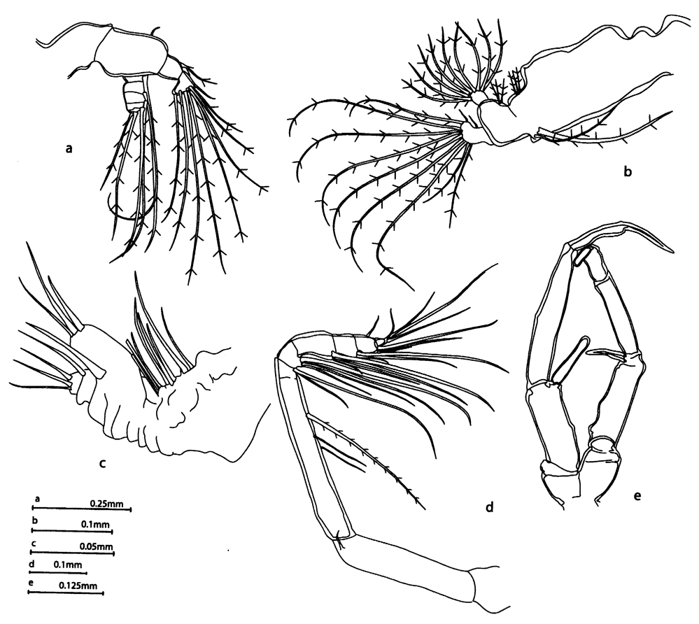 Espèce Aetideopsis rhinoceros - Planche 6 de figures morphologiques