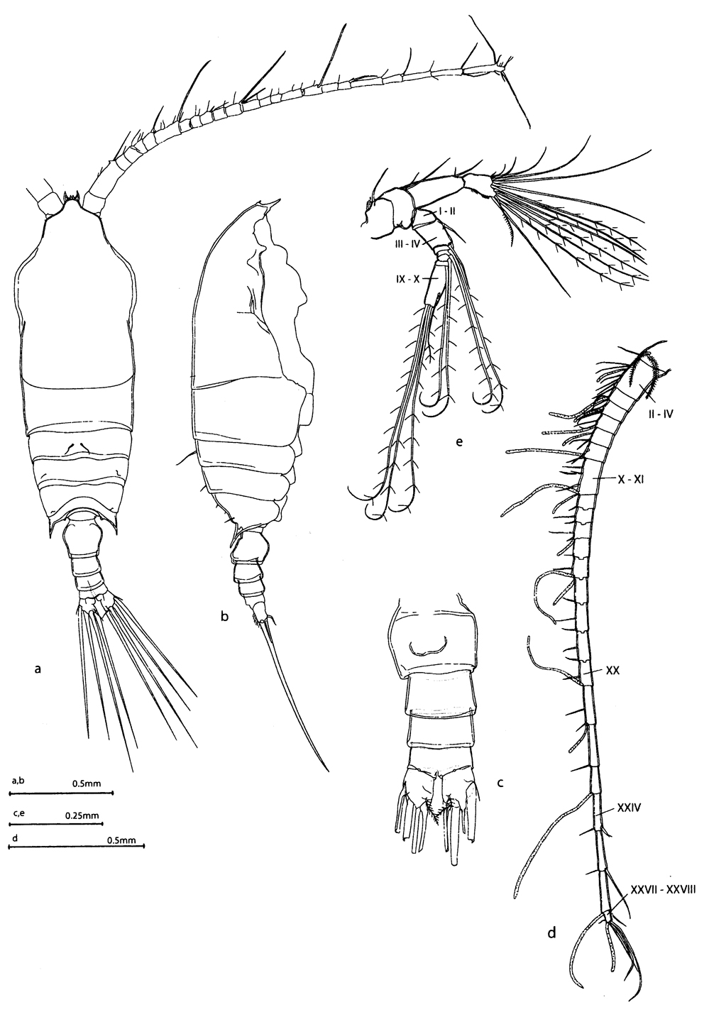 Espèce Aetideopsis browsei - Planche 1 de figures morphologiques