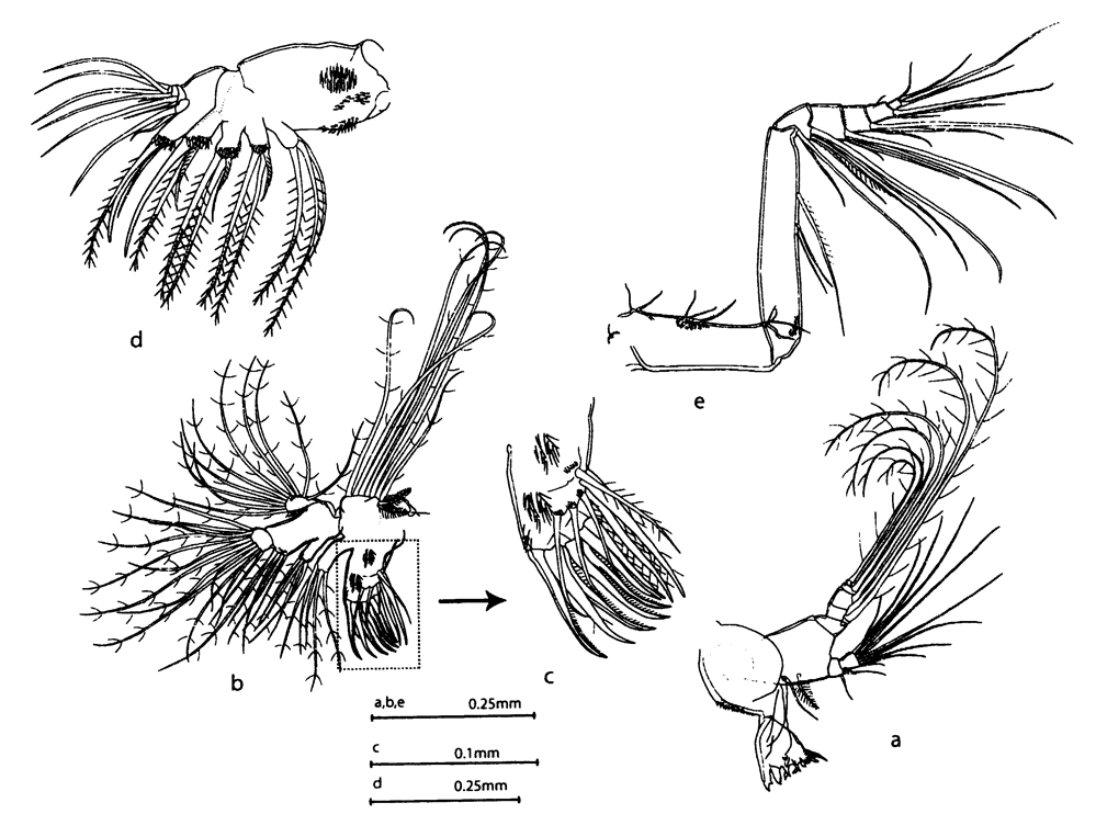 Espèce Aetideopsis browsei - Planche 2 de figures morphologiques