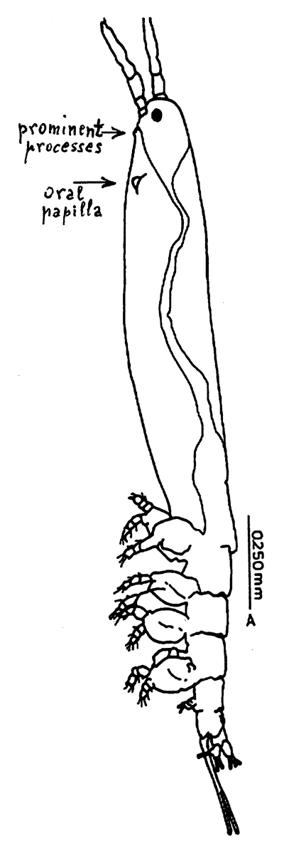 Espèce Cymbasoma janetae - Planche 1 de figures morphologiques