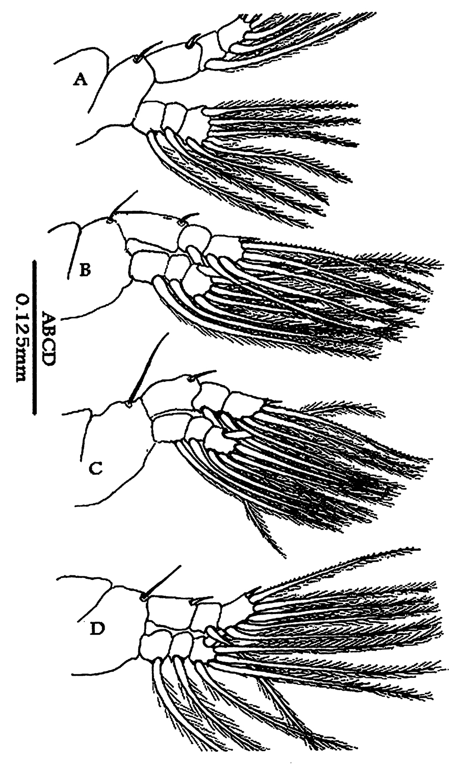 Espèce Cymbasoma janetae - Planche 3 de figures morphologiques