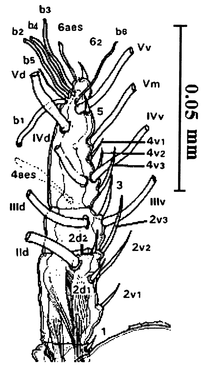 Espèce Cymbasoma janetae - Planche 2 de figures morphologiques