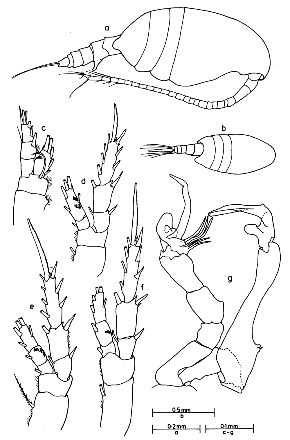 Espèce Stephos morii - Planche 1 de figures morphologiques