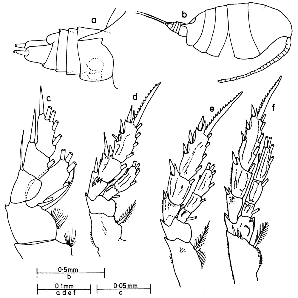 Species Bradyidius sp. - Plate 1 of morphological figures