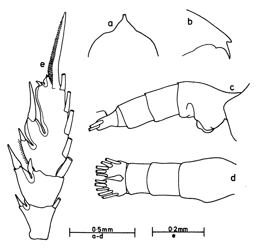 Espce Euchaeta rimana - Planche 13 de figures morphologiques