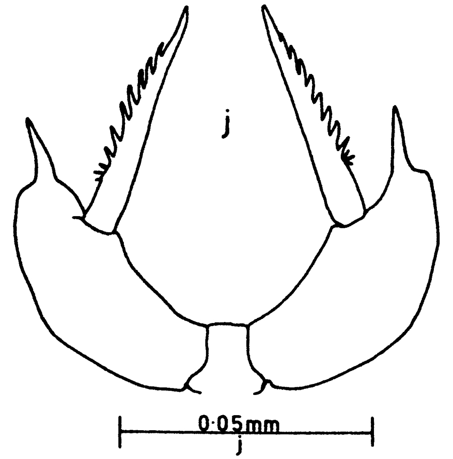 Espèce Scolecithricella tenuiserrata - Planche 13 de figures morphologiques