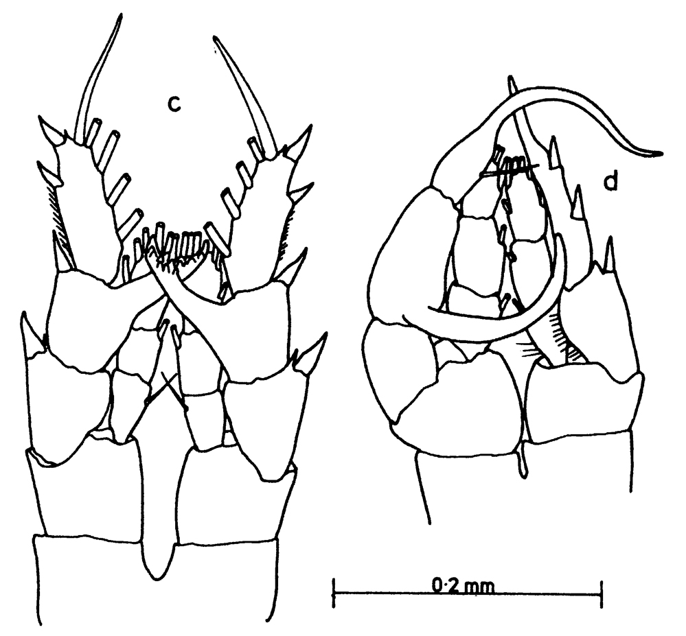 Espce Centropages orsinii - Planche 6 de figures morphologiques