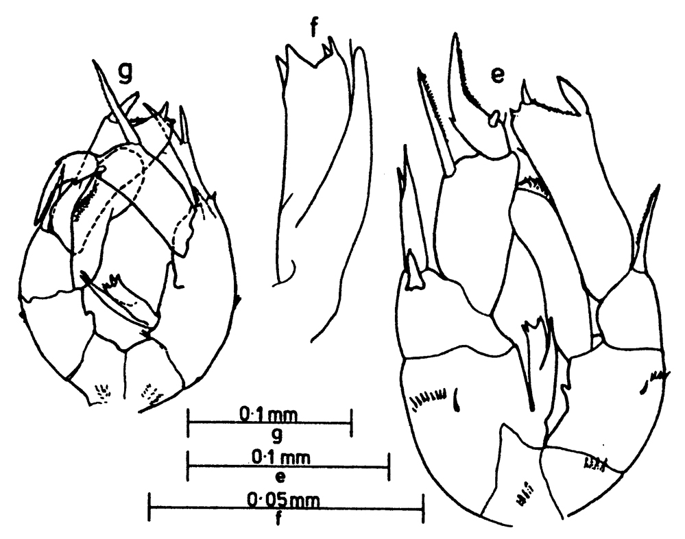 Espce Pseudodiaptomus australiensis - Planche 2 de figures morphologiques