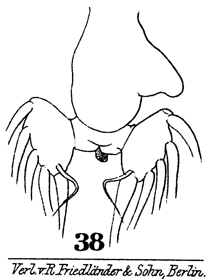 Espèce Labidocera pavo - Planche 10 de figures morphologiques