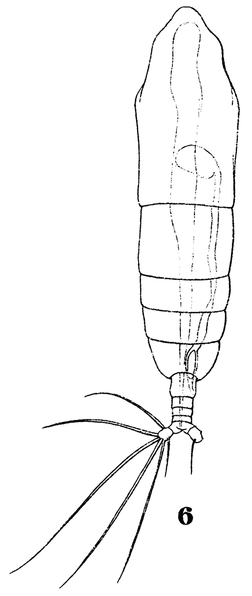 Espce Haloptilus mucronatus - Planche 12 de figures morphologiques