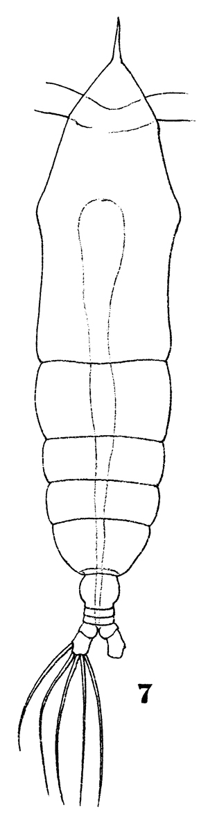 Species Haloptilus oxycephalus - Plate 13 of morphological figures