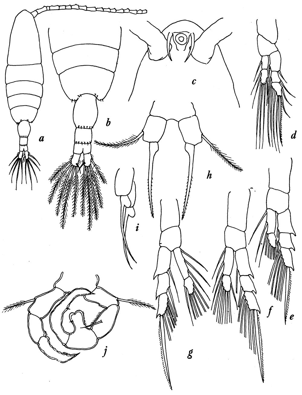 Species Acartia (Acanthacartia) sinjiensis - Plate 12 of morphological figures