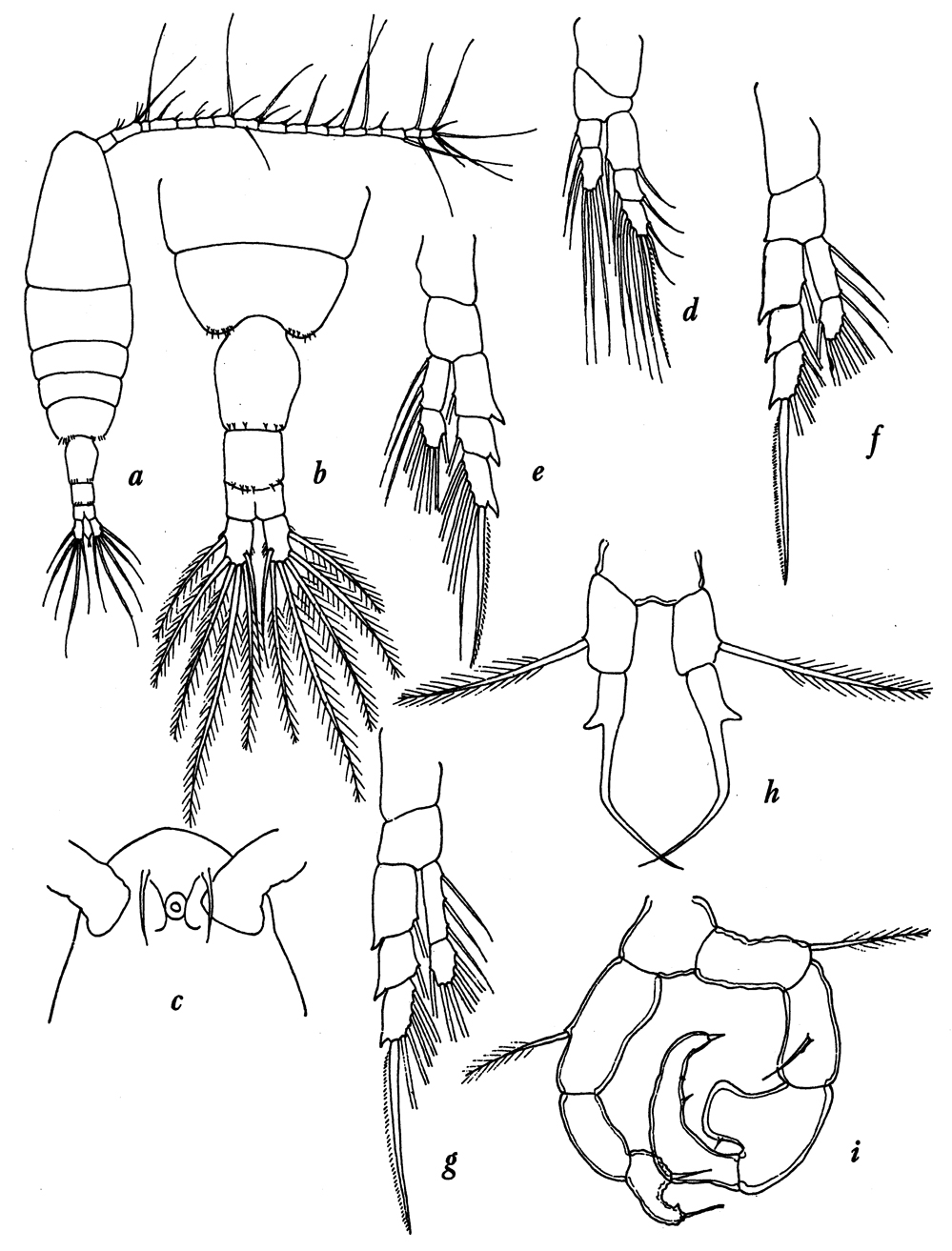 Species Acartia (Acanthacartia) tsuensis - Plate 1 of morphological figures