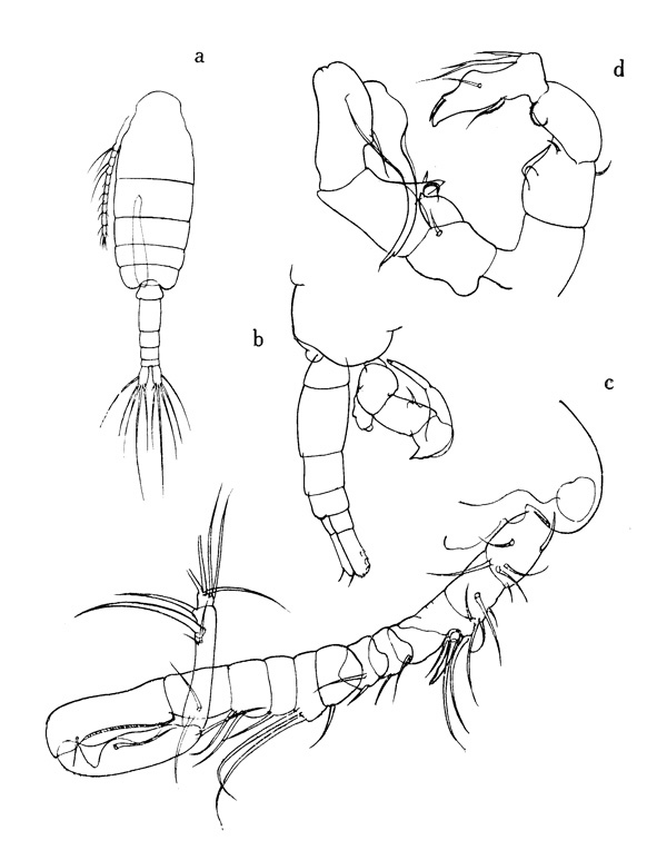 Espce Paralabidocera antarctica - Planche 2 de figures morphologiques