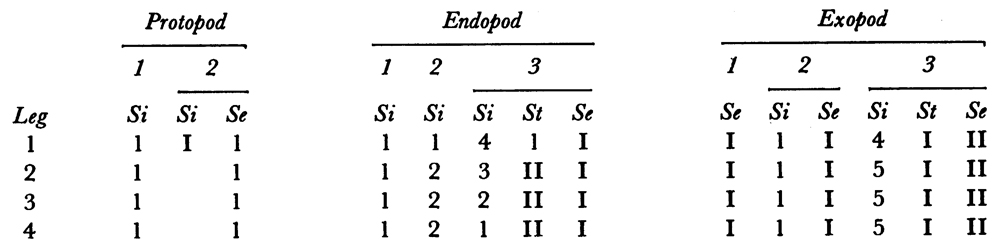 Espce Lubbockia wilsonae - Planche 11 de figures morphologiques